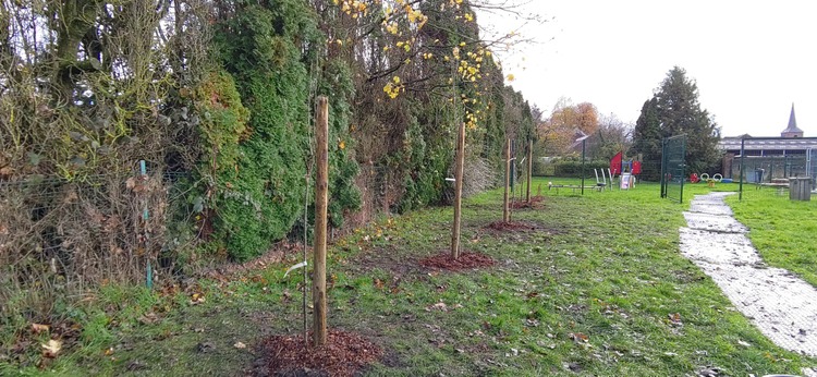 Arbres fruitiers - Ecole communale de Villers-Saint-Ghislain