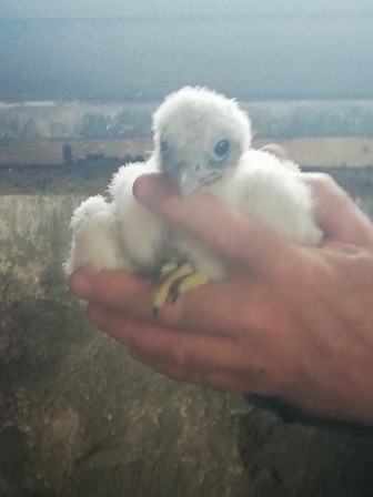 Faucons