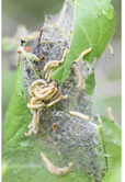 Les hyponomeutes (yoponomeuta sp.)