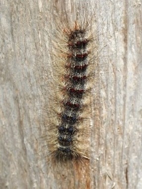 Le Bombyx disparate (Lymantria dispar)