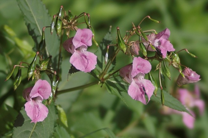 Balsamine de l'Himalaya © Préservons la nature