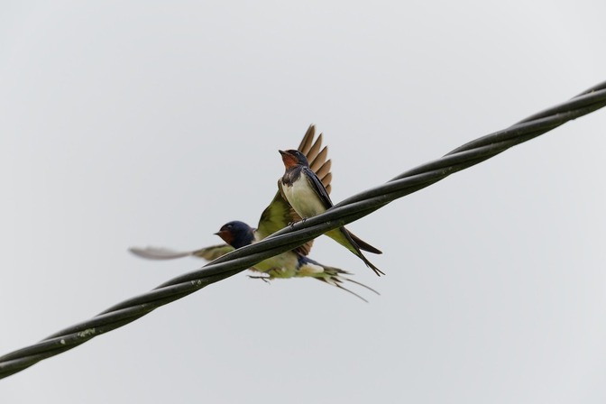 Hirondelle rustique © Gaëtan Claes