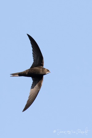 Martinet noir © Jean-Marie Poncelet.jpg